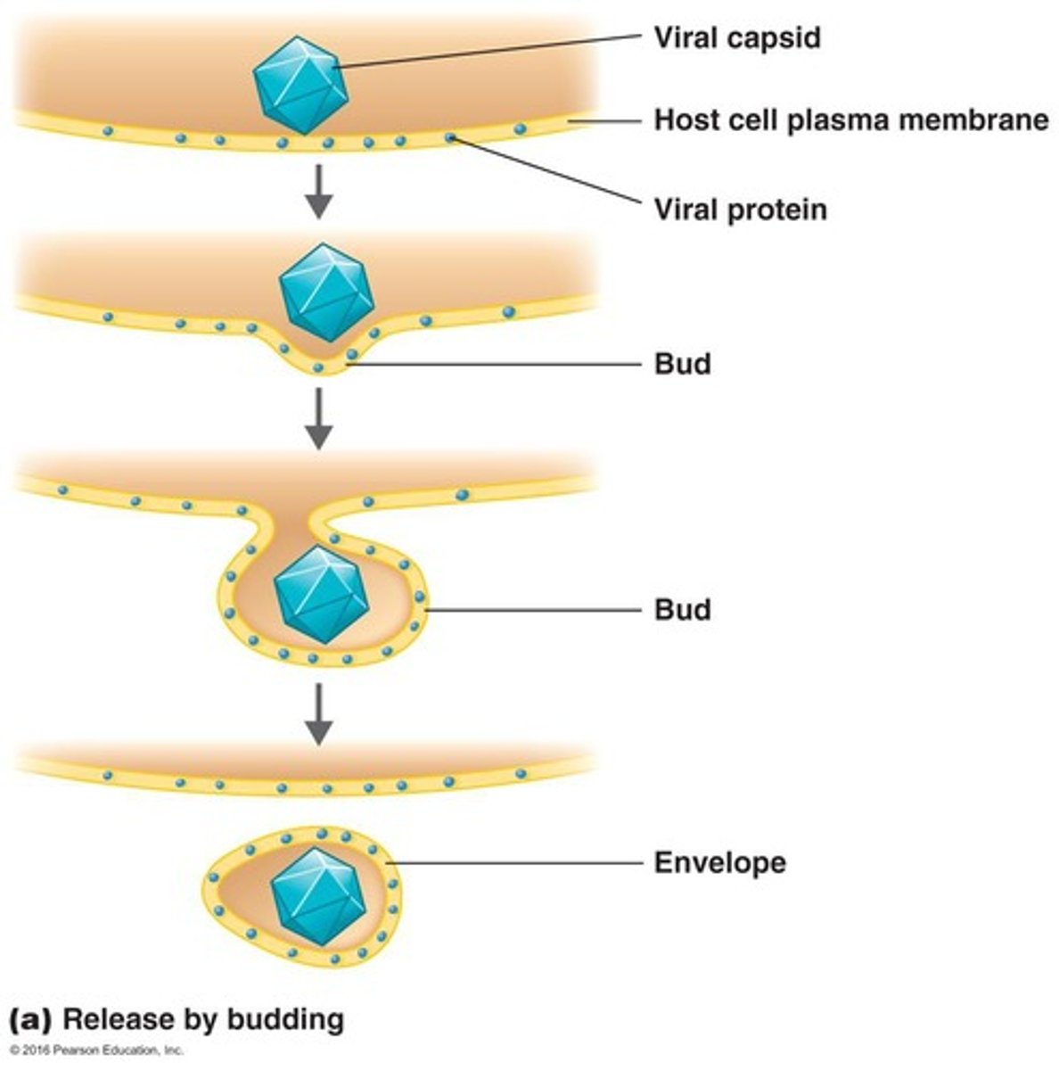 <p>Host cell lyses, releasing new virions.</p>