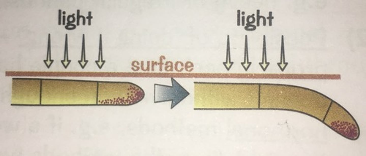 <p>- Growth away from light</p><p>- Found in roots</p><p>- Prevents roots from drying out</p>