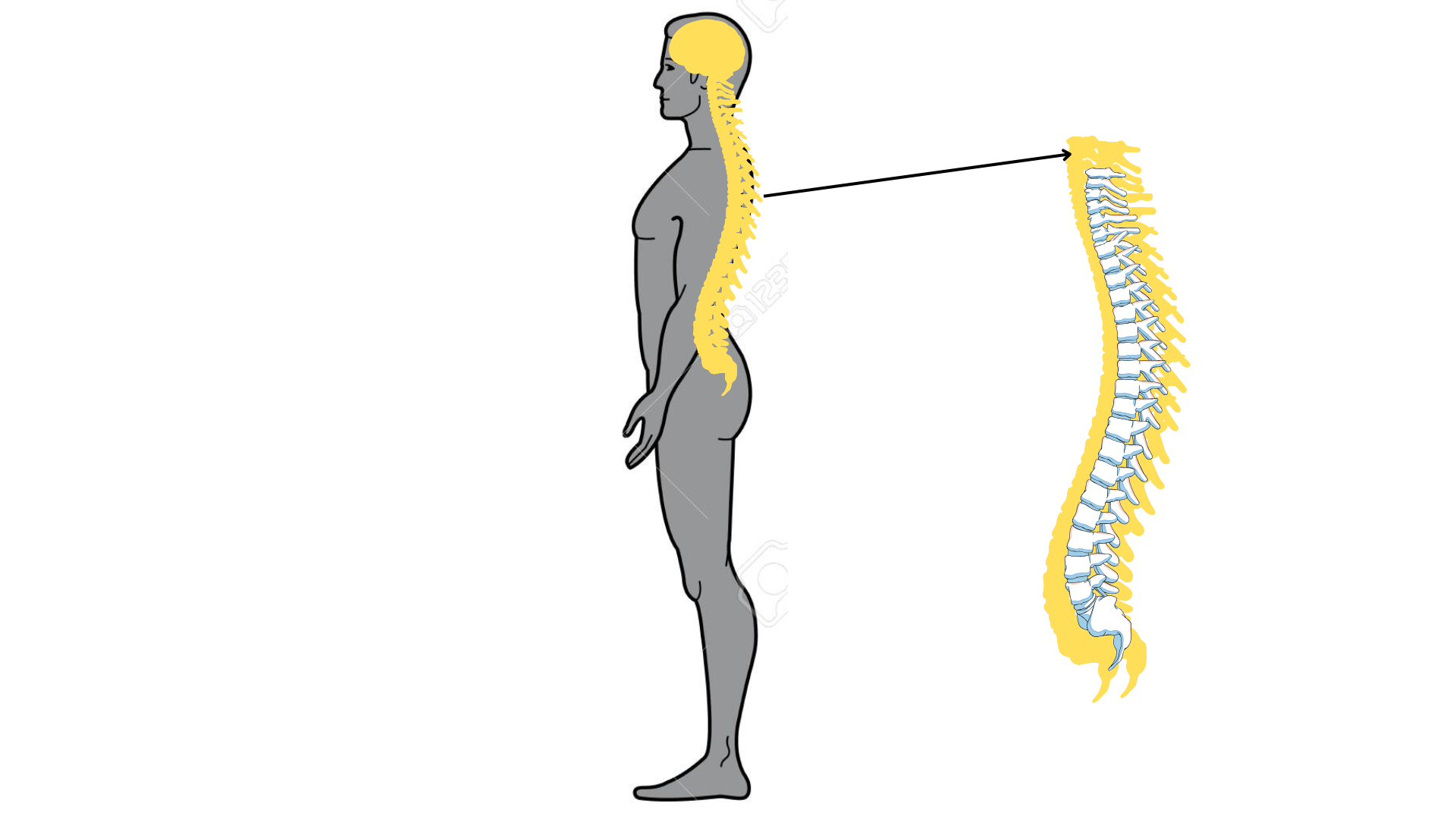 <p>The <strong>spinal cavity</strong> is the <strong>space inside your backbone</strong> that holds and protects your <strong>spinal cord</strong>.</p>
