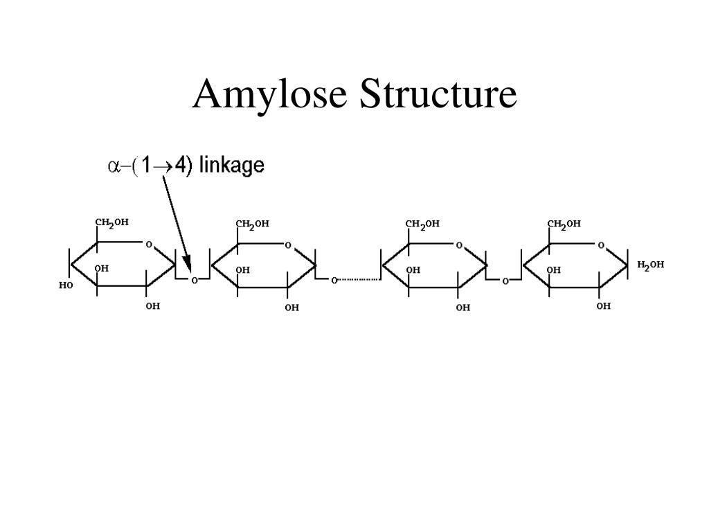 <p>Long, unbranched chain of alpha-glucose. Forms a 1-4 glycosidic bond through condensation reactions. Coiled structure= good storage, can fit more into a small space. Hydrogen bonds help hold it in its helical structure</p>