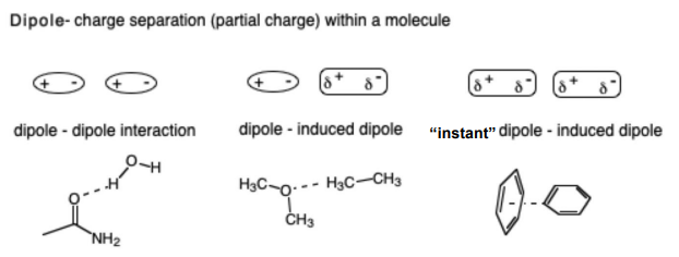 <p>Dipoles can be permanent or temporarily induced by a nearby charge or occur by random fluctuation of electron density in a nonpolar group</p><ul><li><p>Charged ions can also interact with permanent dipoles and can induce dipoles in other molecules or within the same molecule</p><p></p></li></ul><p></p>