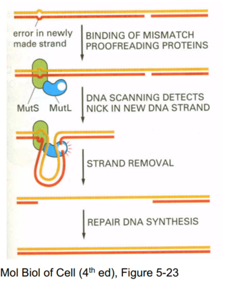 <p>Mechanism for recognizing and correcting incorrectly paired nucleotides—those that are noncomplementary.</p>