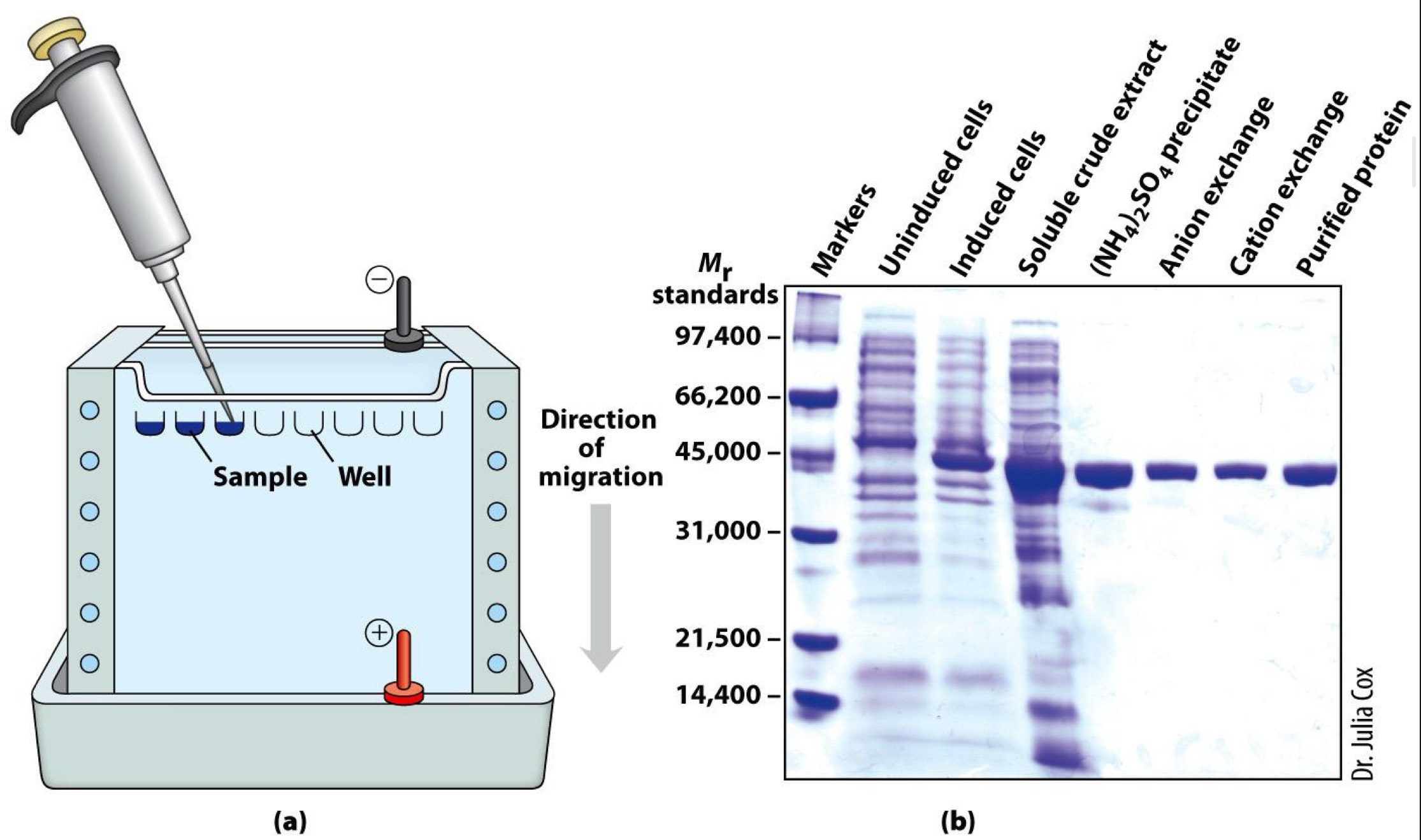<p><span>Gel electrophoresis separates proteins by size</span></p>