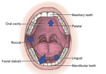 <ul><li><p>lips</p></li></ul><p></p>
