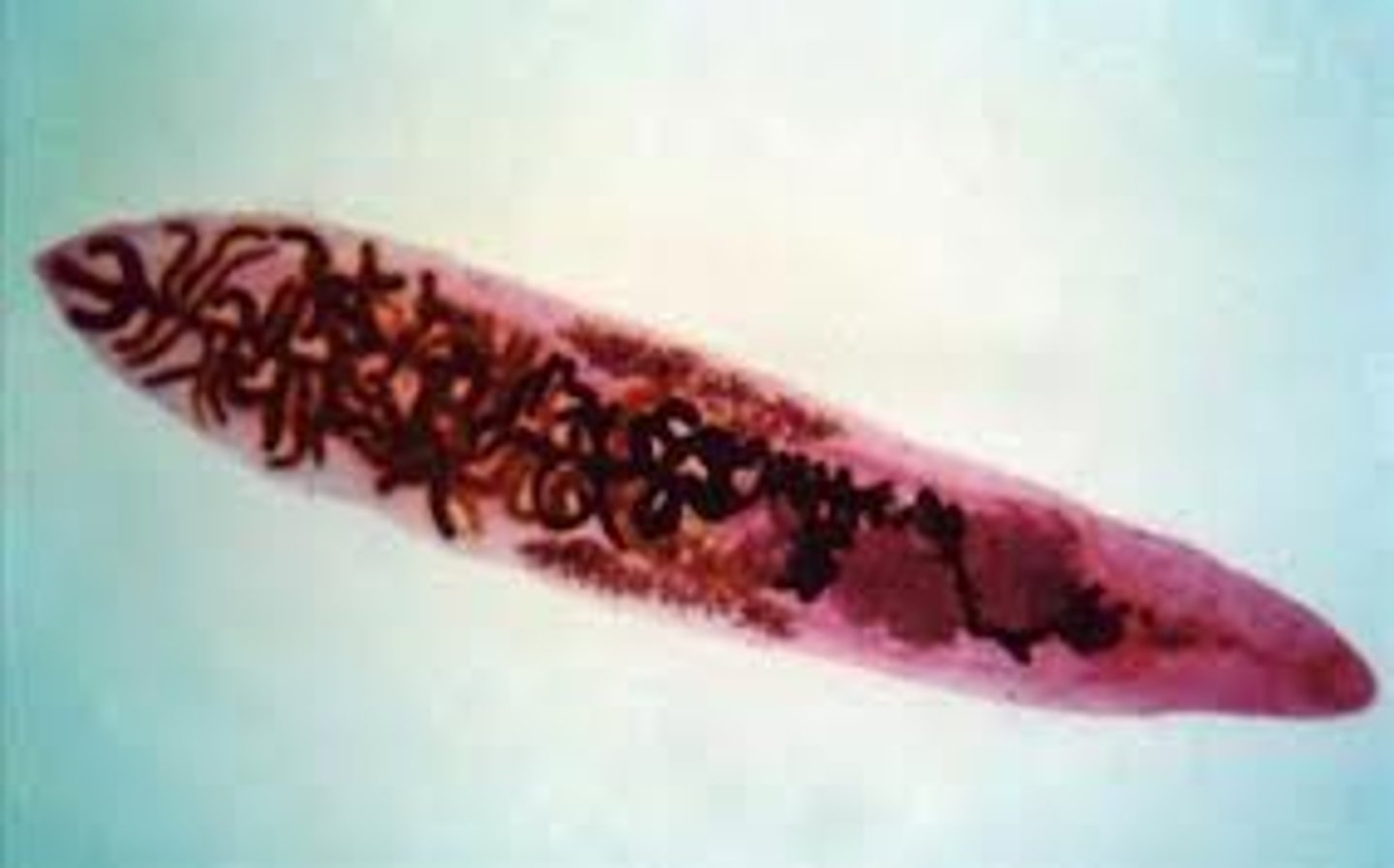 <p>parasitaire platwormen</p>