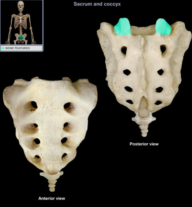 <ul><li><p>Location: Sacrum (base)</p></li><li><p>Description: Paired, superiorly-directed process, Has articular facet</p></li><li><p>Function: Articulation with inferior articular process of L5 vertebra</p></li><li><p>Comment: Base of sacrum is superior surface of S1 vertebra</p></li></ul><p></p>