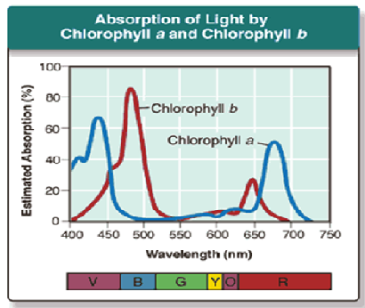 <p><strong>Chlorophyll a</strong><span><span> absorbs light </span></span><strong>best</strong><span><span> at which wavelength?</span></span></p>