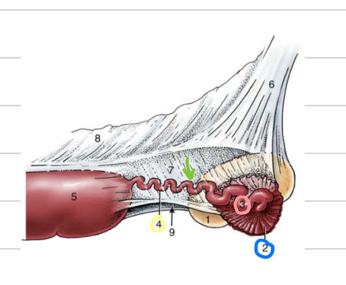 <ul><li><p>Funnel/ “catcher’s mitt” (blue)</p></li><li><p>Part of uterine tube closest to ovary</p></li><li><p>Very thin walled with fingerlike projections called fimbriae</p><ul><li><p>come into contact with ovary to collect ovum</p></li></ul></li></ul>