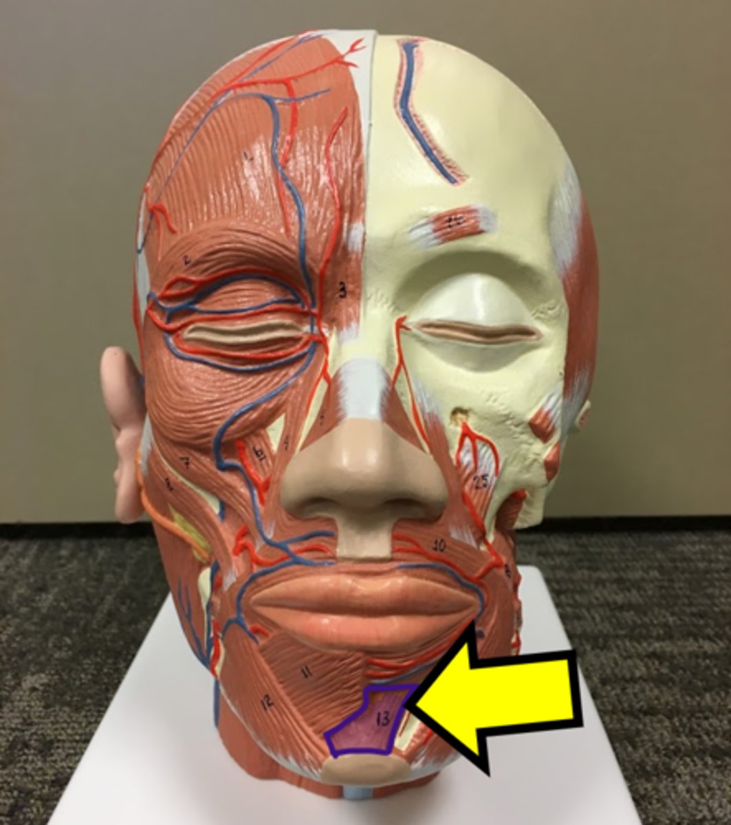 <p>Name the muscle</p>