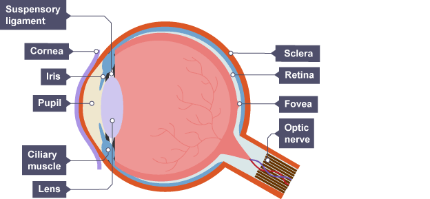 <p>Eye</p><p><strong>S</strong>illy <strong>C</strong>ows <strong>I</strong>n <strong>L</strong>ondon <strong>S</strong>leep <strong>O</strong>utside</p>