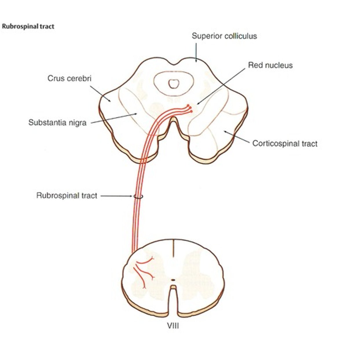 <p>It innervates motor neurons in the ventral horn of the spinal cord and originates from the red nucleus.</p>