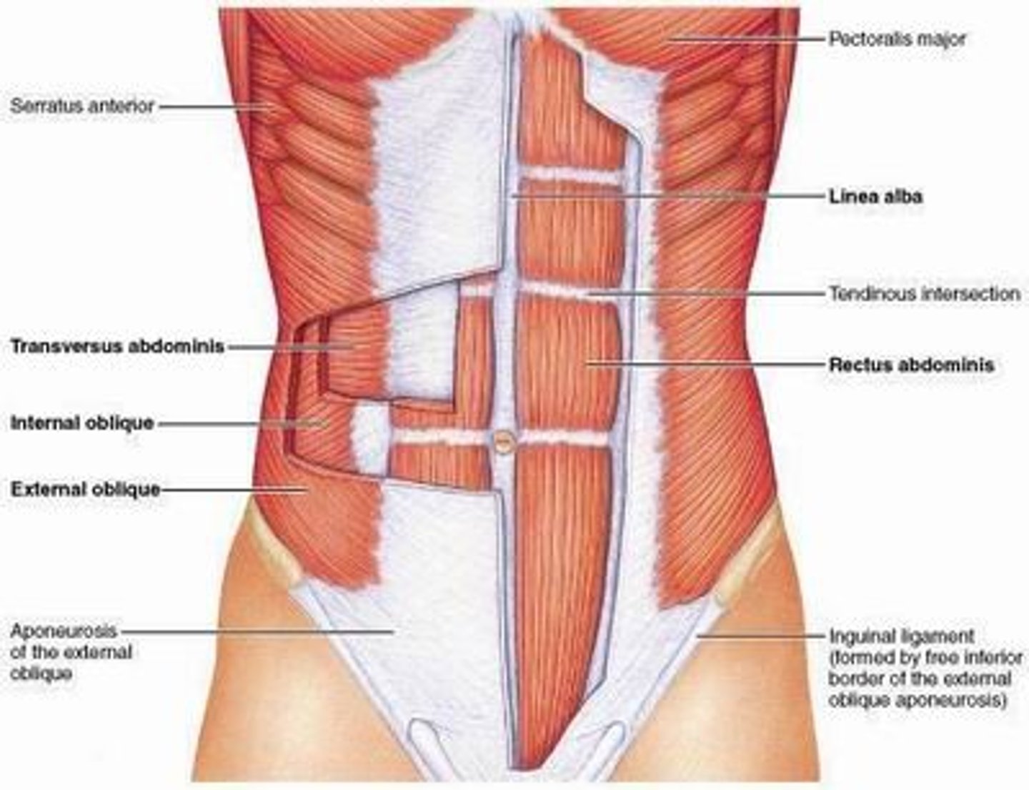 <p>abdominal muscles all attached to the abdominal aponeurosis</p><p>Rectus Abdominis</p><p>External Obliques</p><p>Internal Obliques</p><p>Transverse Abdominis</p>