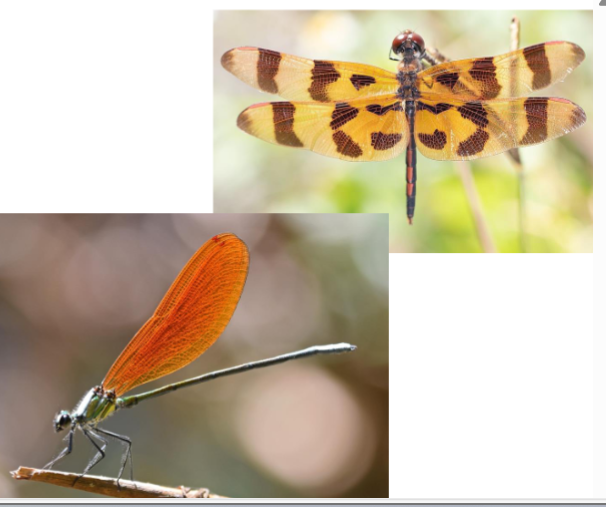 <p>Name the order</p>