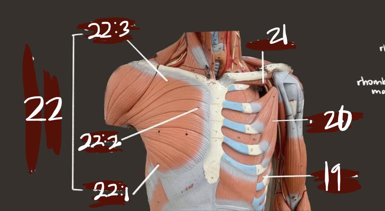 <p>Anterior chest number 20</p>