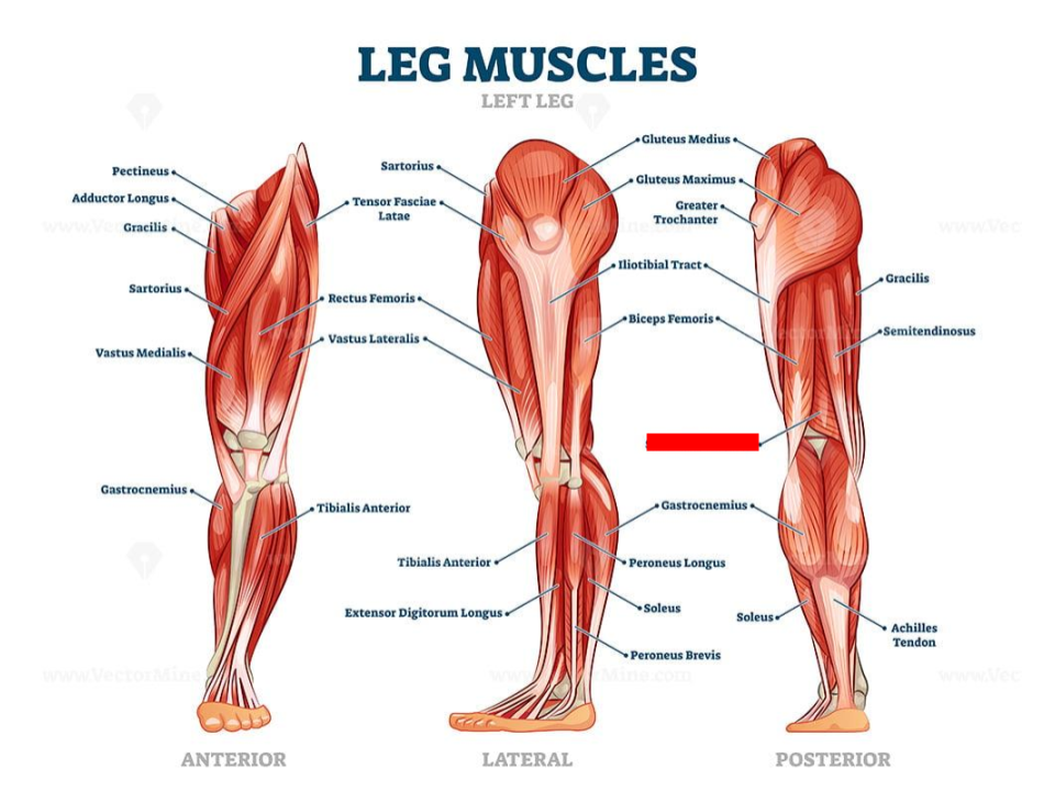 <p>hamstrings</p>