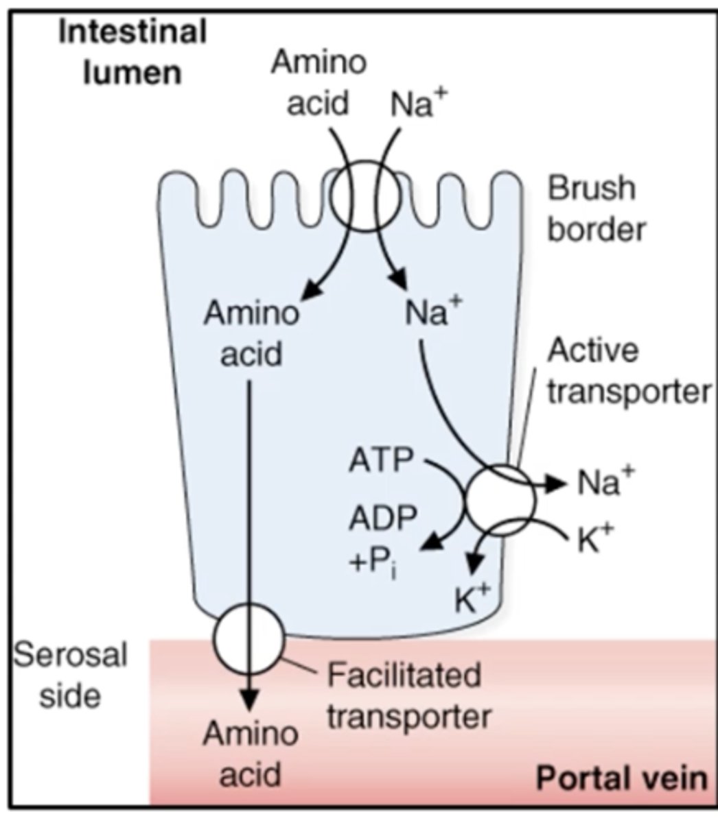 <p>1. Na+-dependent carriers<br>2. ATPase pump<br>3. Facilitated transporter</p>