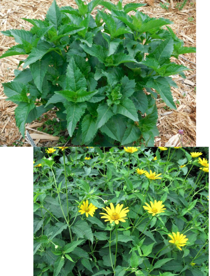 <p>Full Sun</p><p>Native and prairie gardens</p>