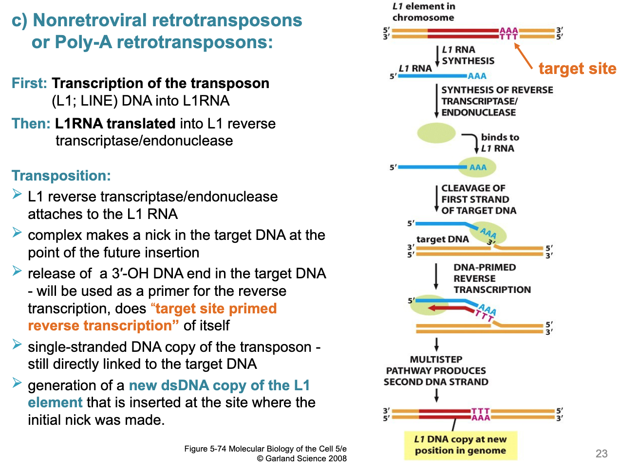 <ol><li><p>L1 reverse transcriptase/endonuclease attaches to teh L1 RNA </p></li><li><p>complex makes a nick in the target DNA at the point of the future insertion </p></li><li><p>release of a 3’OH DNA end int he target DNA will be used as a primer for the reverse transcription, does “target site primed reverse transcription” of itself </p></li><li><p>single-stranded DNA copy of the transposon still directly linked to the target DNA </p></li><li><p>generation of a new dsDNA copy of the L1 element that is inserted at teh site where the initial nick was made </p></li></ol><p></p>