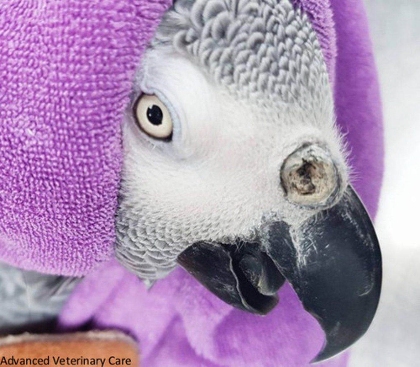 <p>This bird has rhinoliths in his nose. What diseases are these indicative of?</p>