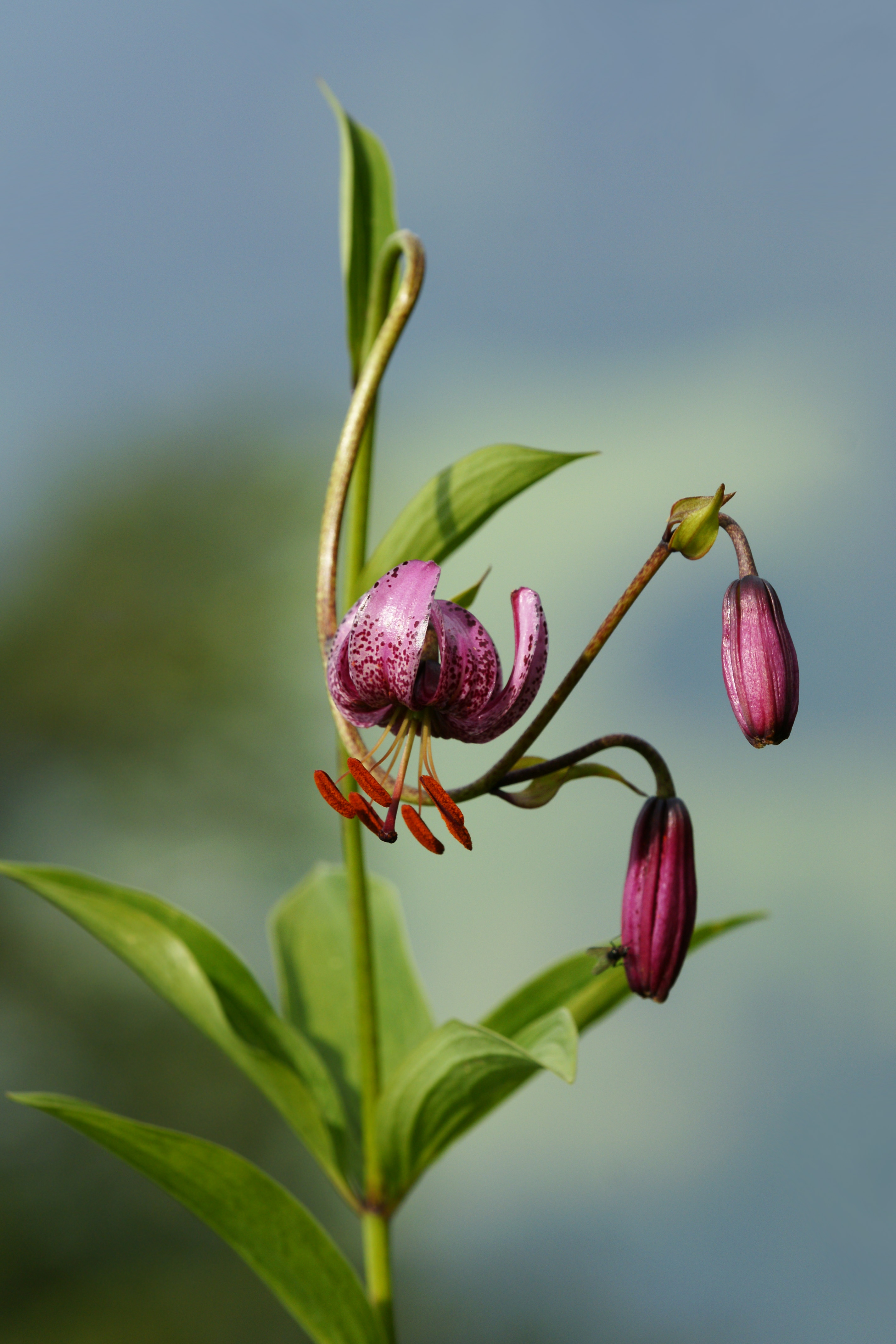 <p>lilie zlatohlavá, lilium martagon</p>