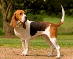 <p>Origin: France</p><p>Height: 21-23 in</p><p>Weight: 62-66 lbs</p><p>Life Span: 12-14 yrs</p><p>Type: Scent Hound</p>