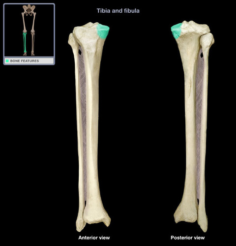 label the anterior features of the left tibia and fibula:
__________ _____________