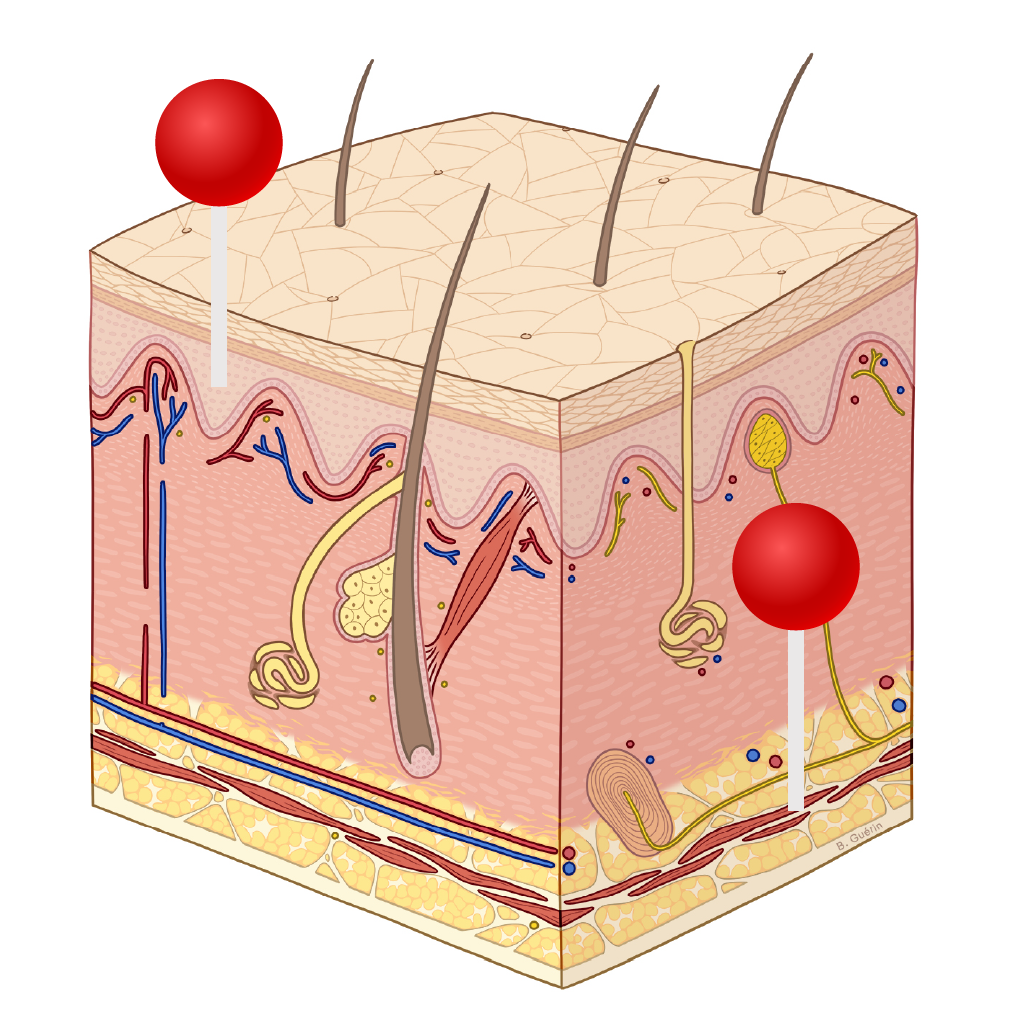 integumentary system