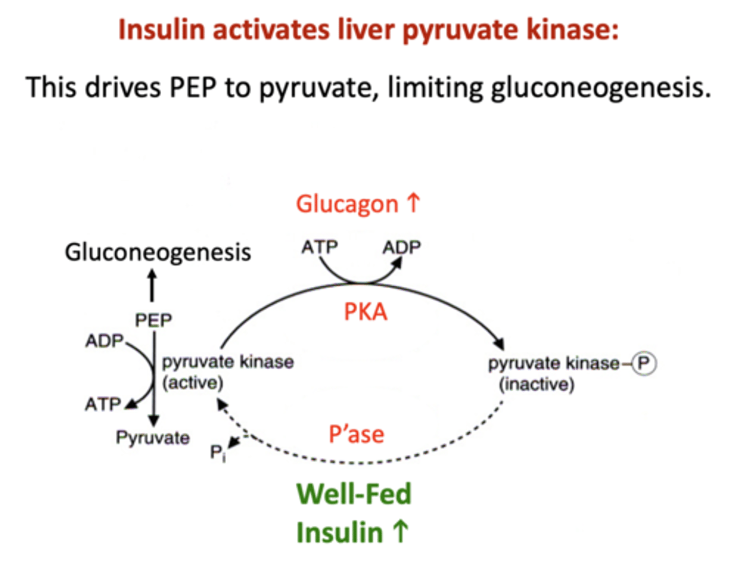 <p>- PFK2</p><p>- Pyruvate kinase</p>