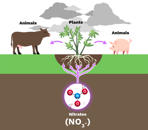 <p>inorganic nitrogen —&gt; organic molecules (adding carbon)</p>