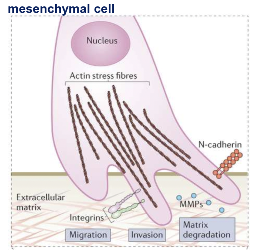 <ul><li><p>drives membrane protrusion</p></li><li><p>cell shape changes</p></li><li><p>maintaining cell-ECM linkages</p></li><li><p>cell contraction</p></li></ul><p></p>