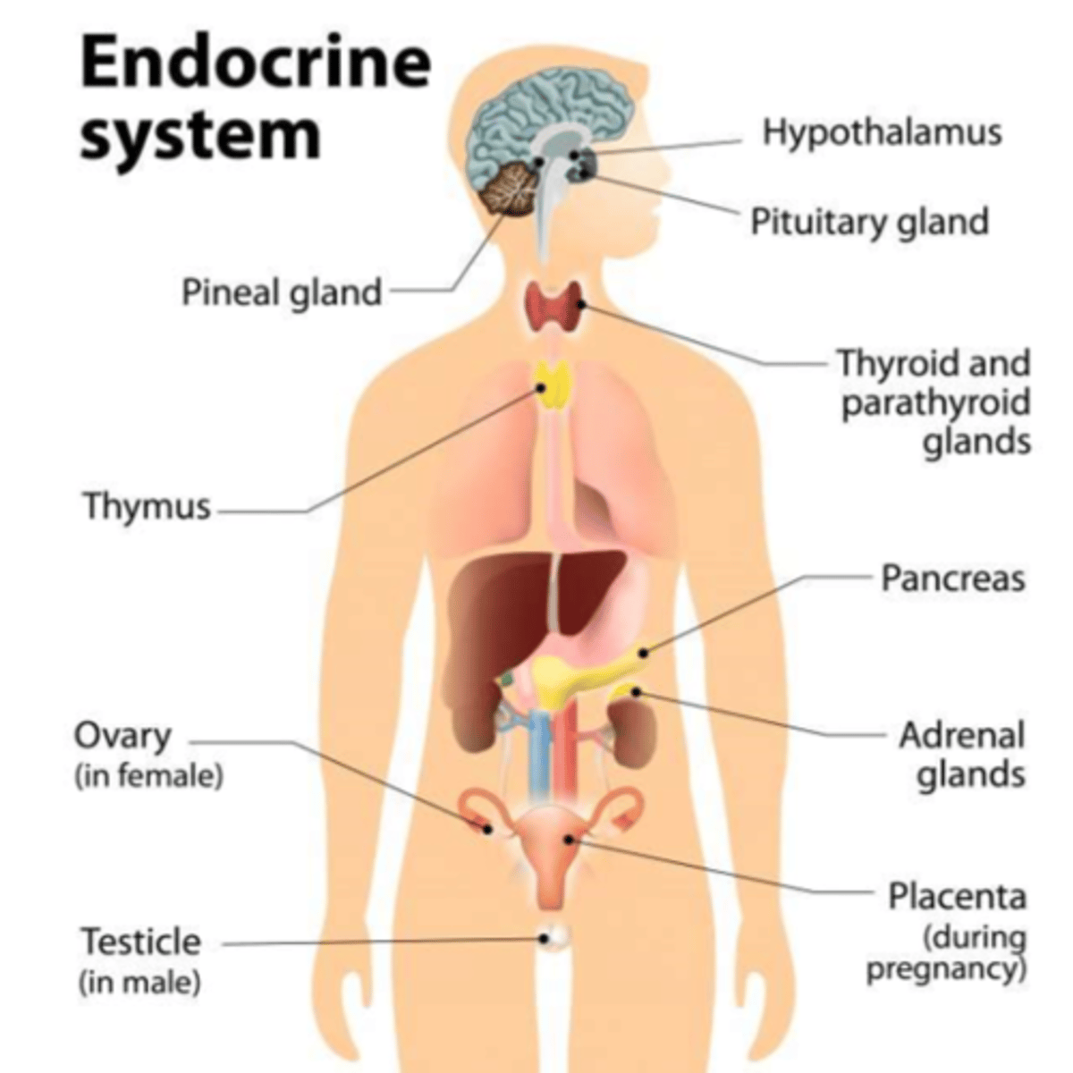 <p>Endocrine system</p>