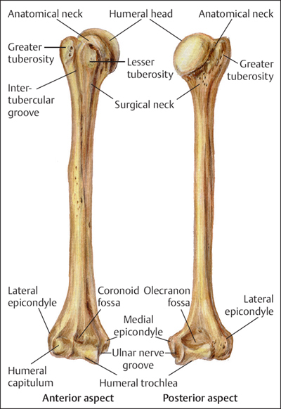 <p>head</p><p>greater and lesser tubercules (if showing, then humerus is in anterior position)</p><p>lateral and medial epicondyle (posterior)</p>