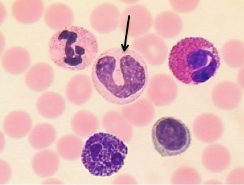<p>Identify the labelled cell.</p>