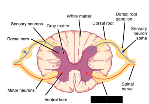<p>a part of the spinal cord that contains motor neurons that control skeletal muscles</p>