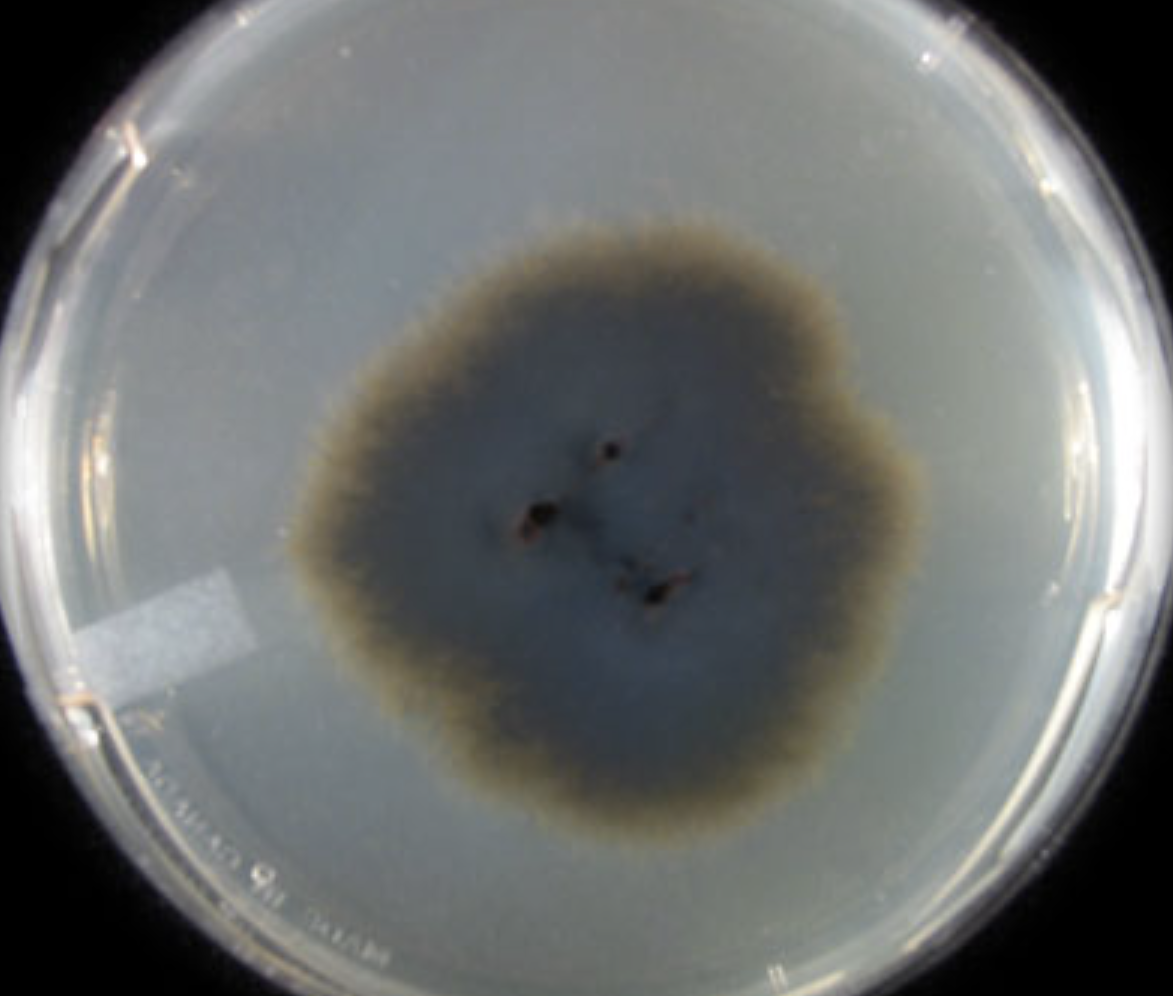 <p>What organism is this? Obverse or reverse?</p>