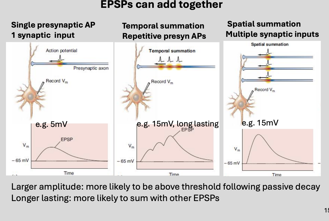 <ol><li><p>if more neurotransmiter is released</p></li><li><p>will bind to and open more ligand-gated ion channels</p></li><li><p>cause more ions to move across the membrane of the dendrite</p></li><li><p>generate larger voltage changes</p></li></ol><p></p>