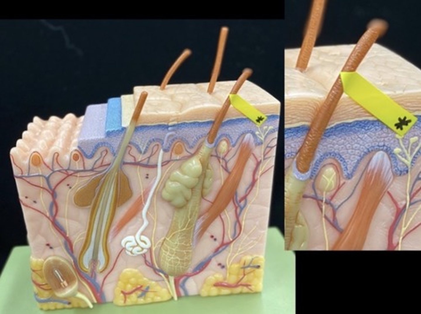 knowt flashcard image
