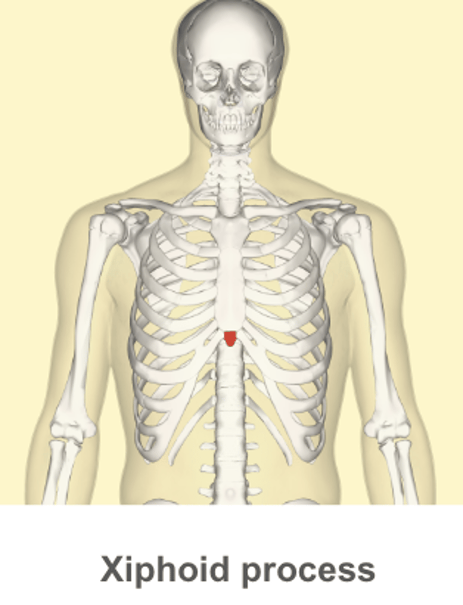 <p>what is the Xiphoid process</p>