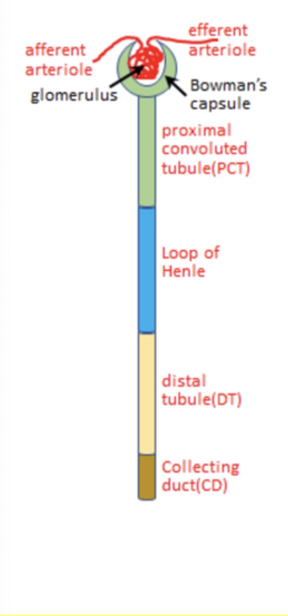 <p>Glomerulus</p><p>- Afferent arteriole</p><p>- Efferent arteriol</p><p>Bowman's capsule</p><p>Proximal convoluted tubule (PCT)</p><p>Loop of Henle</p><p>Distal tubule</p><p>Collecting duct</p>