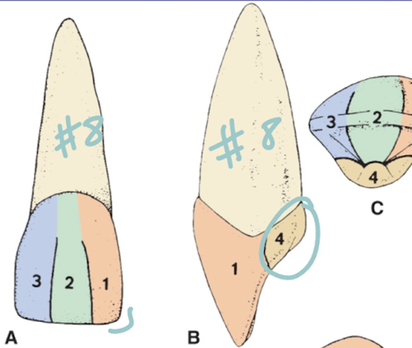 <p>4 lobes: 3 F and 1 L</p>