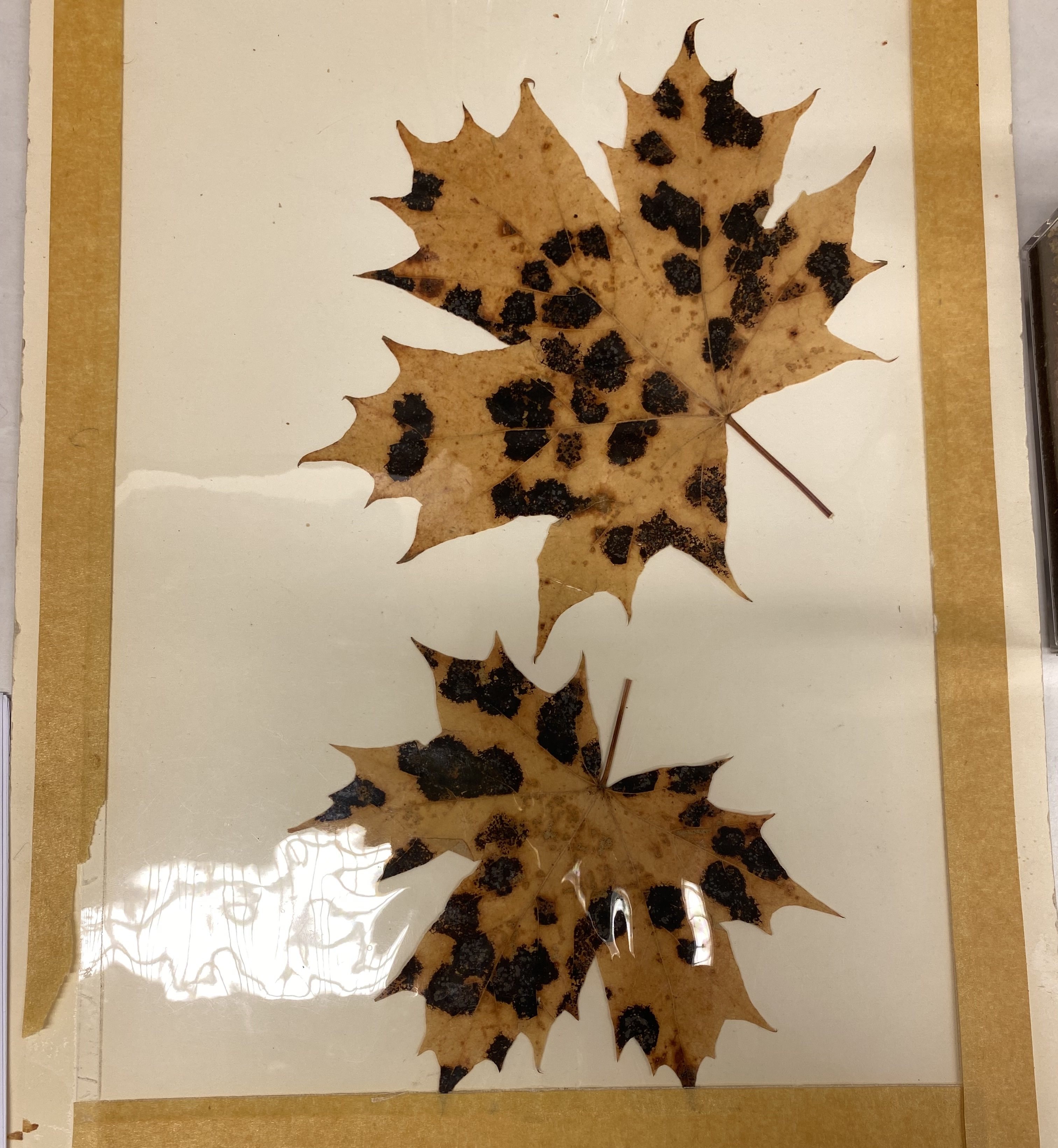 <p>lönnens tjärfläckssvamp</p>