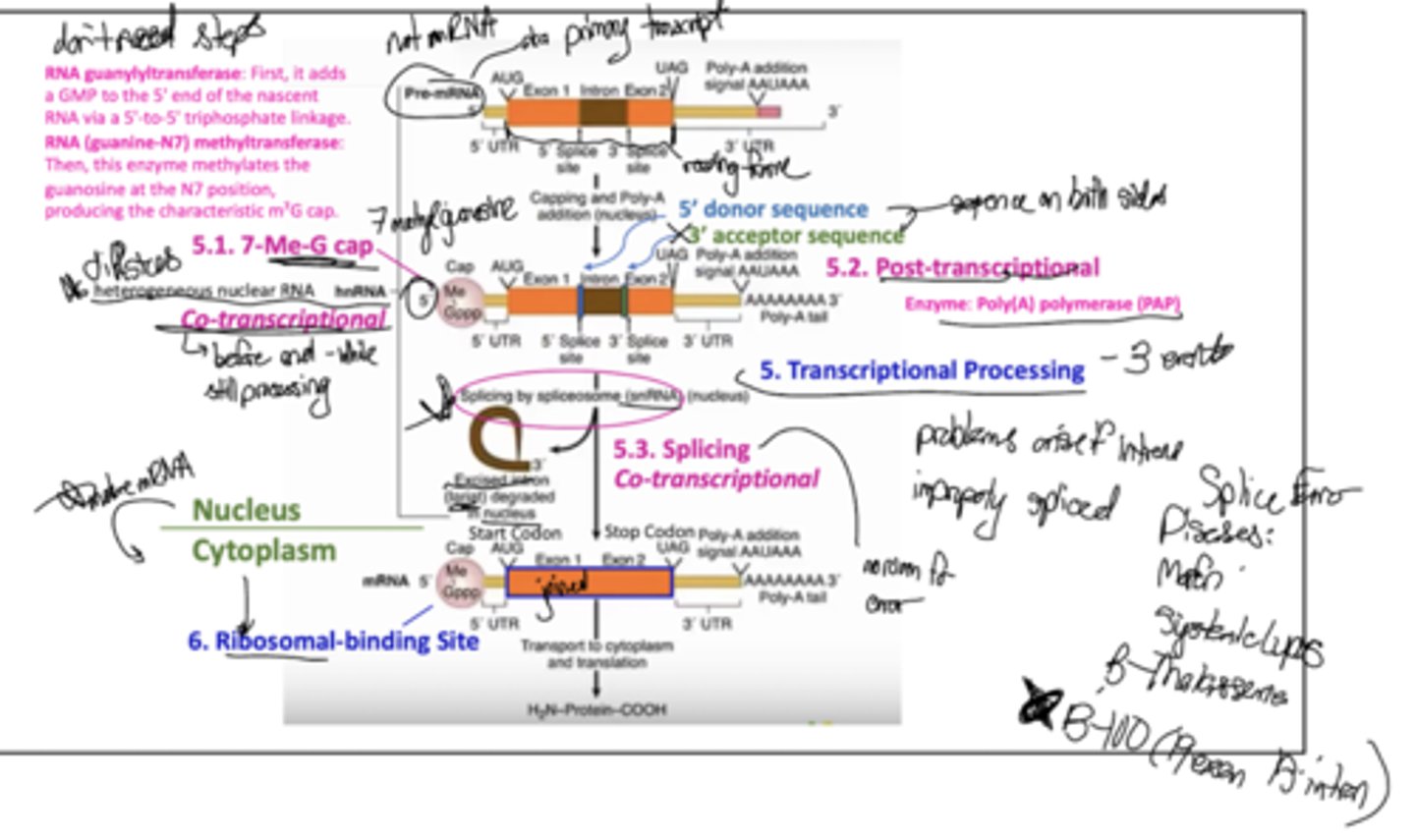 <p>Addition of a 7-methylguanylate cap (5.1; this is COTRANSCRIPTIONAL and is where the ribosome binds), post-transcriptional addition of a poly-A tail (5.2; by PolyA polymerase), and splicing by spliceosome (5.3, COTRANSCRIPTIONAL). These occur in the nucleus.</p>