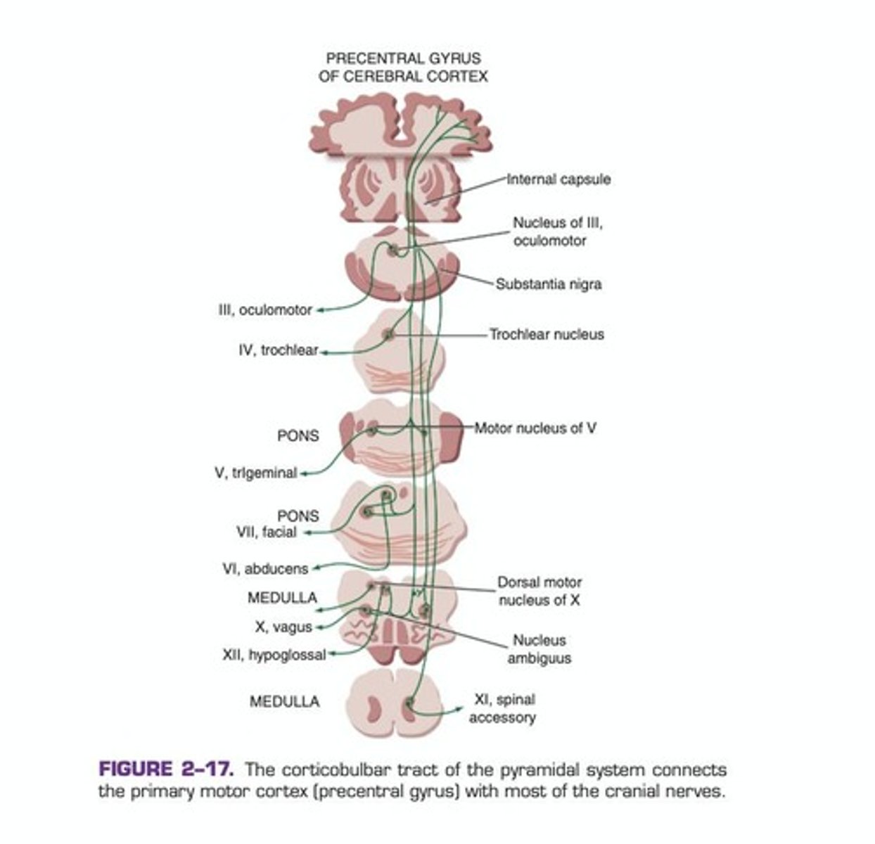 <p>Corticobulbar tracts provide motor innervation to cranial nerves, while corticospinal tracts connect to spinal nerves, controlling voluntary motor activity.</p>