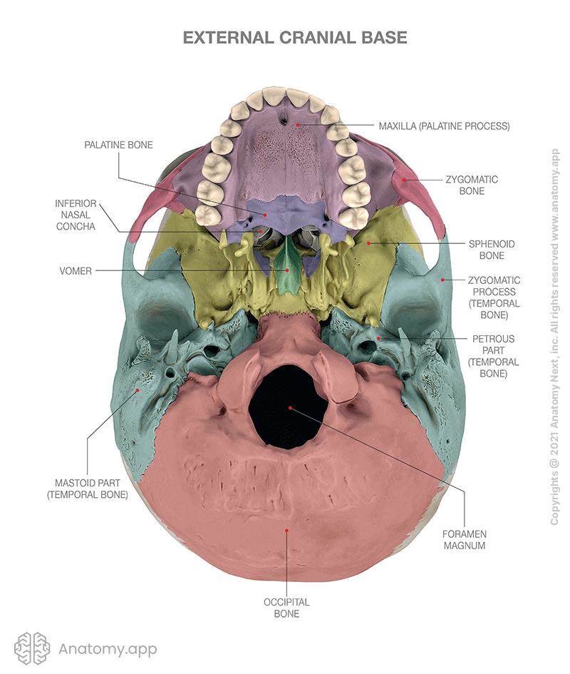 maxilla
temporal
occipital