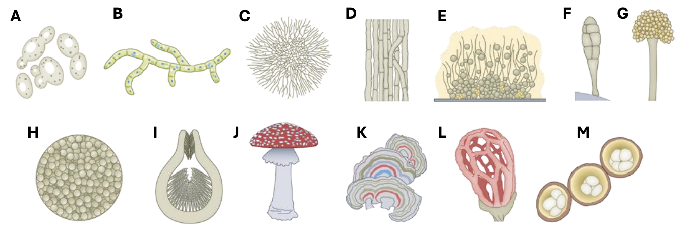 <p>Describe figure shown</p>