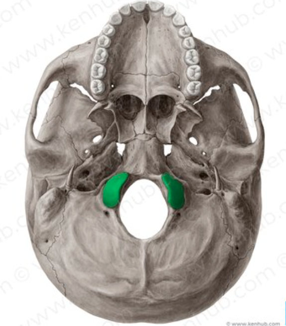 <p>rocker-like projections; articulate with first vertebrae; permits nodding of head</p>