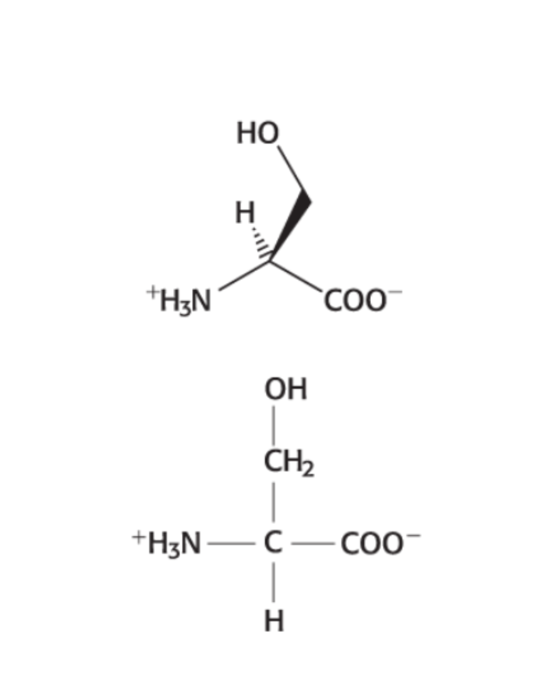 <p>HYDROPHILIC: Hydroxyl group</p>