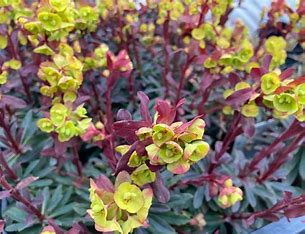 <p>pryšec mandloňovitý</p><p></p><p>Euphorbiaceae</p>