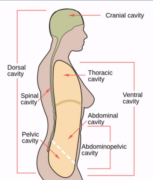 <ul><li><p>dorsal cavity (posterior)</p></li><li><p>ventral cavity (anterior)</p></li></ul><p></p>
