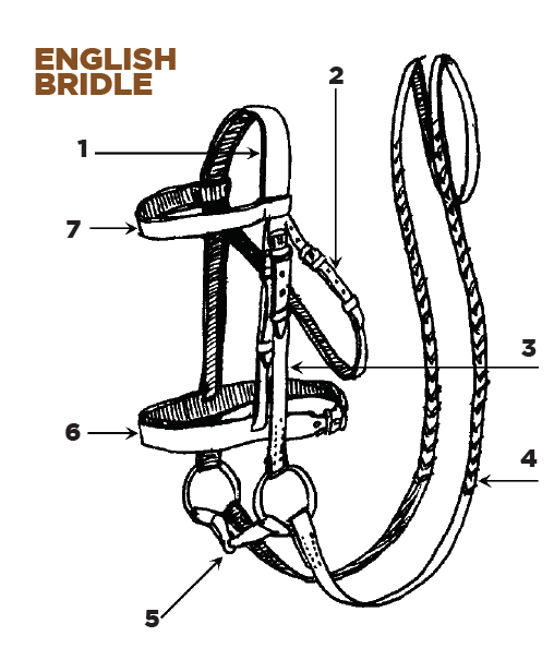 name the parts of a english bridle